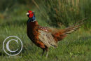 Cock Pheasant.